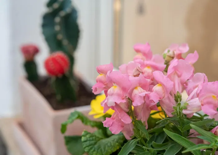 فندق 5 Sentidos ثيوداديلا